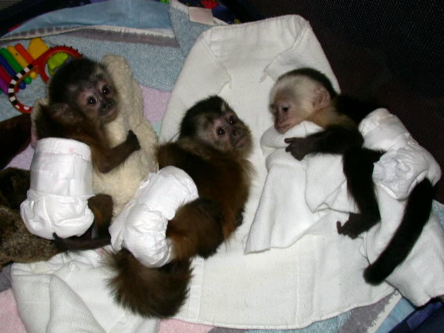 capuchin monkeys for sale 2011